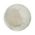 Surf Coupe Plate 23cm / 9" Box of 6
